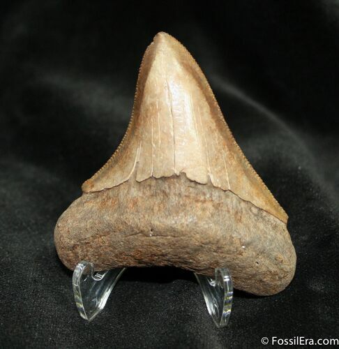 Beautiful / Inch Megalodon Tooth #867